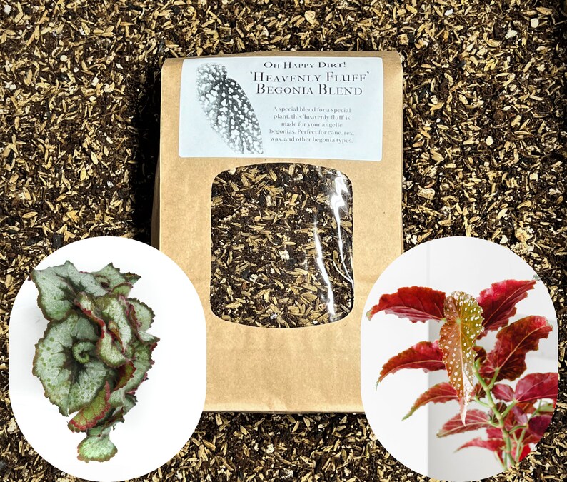 Heavenly Fluff Begonia Potting Soil Angel Wing Begonia, Rex Begonia