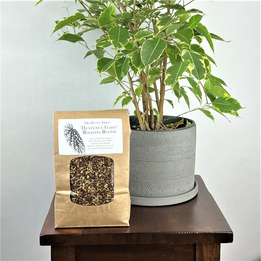 Begonia Potting Soil heavenly Fluff Blend Angel Wing Begonia, Rex