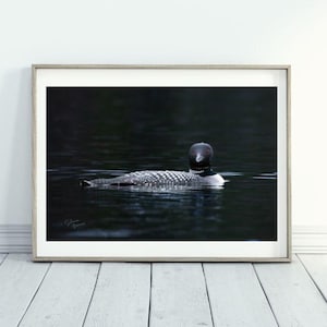Common Loon looking forward on lake wall decor Wildlife Wisconsin art Cabin Art Nature Wall Art Printed Art Bird lake art loon close up