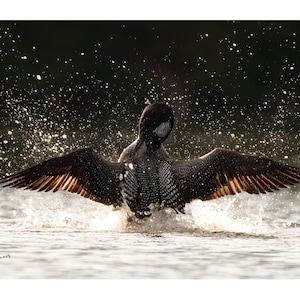 Common Loon with wings spread coming out of water Loon wall decor Wildlife Wisconsin art Cabin Art Nature Wall Art Printed Art Bird lake art