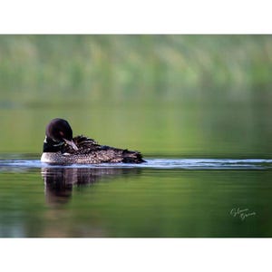 Common Loon wall decor Wildlife Wisconsin art Cabin Art Nature Wall Art Printed Art Bird lake art loon wildlife photography