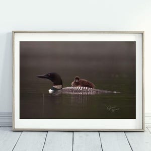 Common Loon and chick wall decor Wildlife Wisconsin art Cabin Art Nature Wall Art Printed Art Bird lake art loon wildlife photography loonet