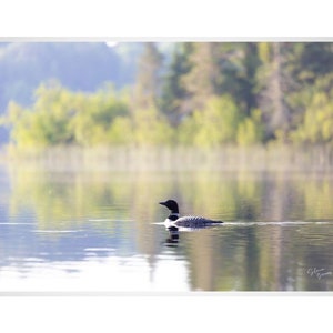 Beautiful Peaceful Common Loon wall decor Wildlife Wisconsin art Cabin Art Nature Wall Art Printed Art Bird lake art loon on lake