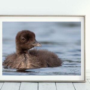 Common Loon chick Close up Loon baby Juvenile Loon wall decor Wildlife Wisconsin art  Cabin Art Nature Wall Art Printed Art Bird