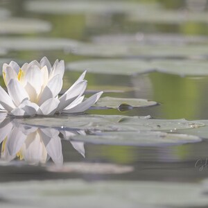 May include: A serene image of a white water lily floating on a pond. The flower's petals are fully open, with a yellow center. The lily pads are visible in the background, and the water reflects the flower's image.