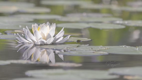 White Water Lily Art Print: Wisconsin Nature Photography, Cabin Decor