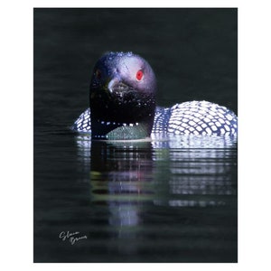Common Loon swimming in a lake wall decor Wildlife Wisconsin art Cabin Art Nature Wall Art Printed Art Bird lake art loon close up
