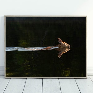 Wildlife Photograph of a Deer swimming across a lake,  wall decor, Wildlife art work large Wall Art Nature photography Wisconsin wildlife