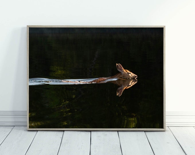 Deer Swimming at Sunrise Photograph – Fine Art Wildlife Print