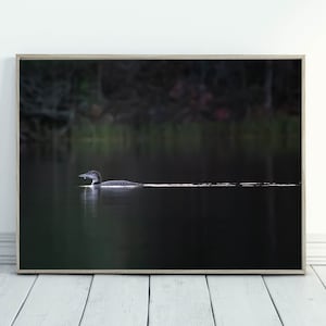 Common Loon photograph Juvenile Loon wall decor Wildlife Wisconsin art  Cabin Art Nature Wall Art Printed Art Loon Rescue Minnesota bird