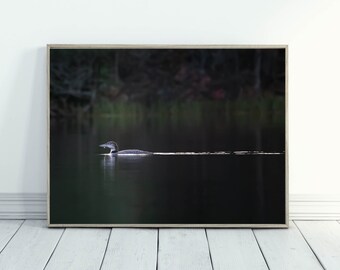 Juvenile Common Loon Photograph: Wisconsin Wildlife Art, Cabin Decor