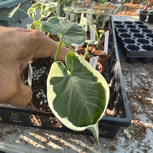 May include: A variegated Alocasia plant in a small brown plastic pot with dark green heart-shaped leaves featuring creamy white margins. The plant is potted in soil with visible white fertilizer pellets and includes a small white plant identification tag.
