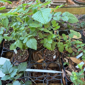 May include: A collection of young green plants in small brown pots, arranged in black plastic trays. The plants have multiple green leaves and stems. The image is taken outdoors, with a natural background.