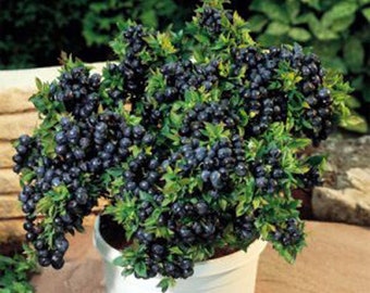 Könnte beinhalten: Eine Topf-Blaubeerpflanze mit dunkelblauen Beeren und grünen Blättern. Die Pflanze steht in einem weißen Topf und ist von einer natürlichen Umgebung im Freien umgeben. Die Beeren sind dicht beieinander und wirken voll und lebendig.