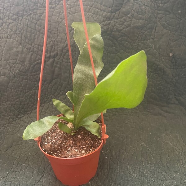 Staghorn Fern. Makes a beautiful 4" hanging basket. Hanger included.