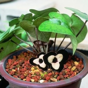 May include: A potted plant with large, heart-shaped green leaves and distinctive black and white flowers. The plant sits in a brown pot filled with red and yellow pebbles. The background is blurred.