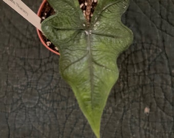 Alocasia Jacklyn. Nice starter plant in 3" pot!