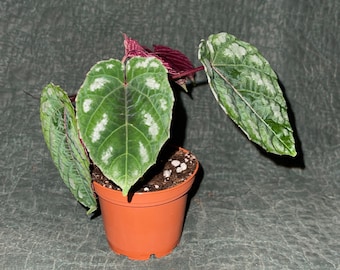 Cissus Discolor. The Rex Begonia vine. Ships in 3" pot.
