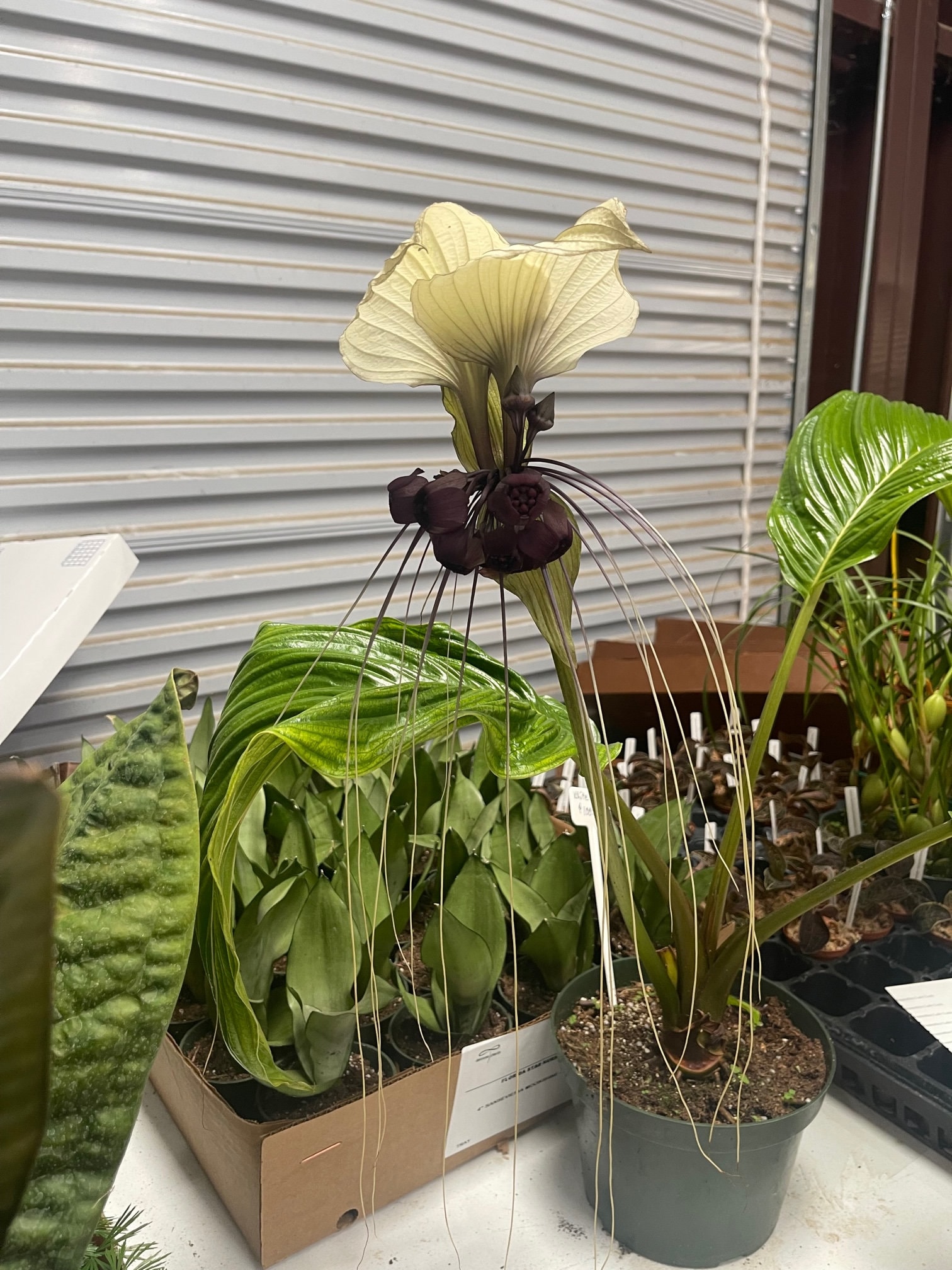 Tacca integrifolia, The White Bat Flower! RARE!! Overgrown in 3” pot!