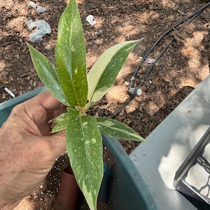 May include: A close-up of a plant with green and white variegated leaves. The leaves have a speckled pattern and are held in a hand. The plant is in a blue container with soil and a brown tube.