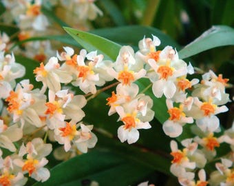 Oncidium Twinkle Fantasy. Nice starter in 3” pot.