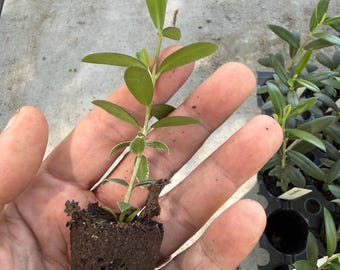 Black Olive 'Arbequina'. Black olive plugs. Get them while they last!!
