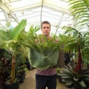 May include: A person holding a large staghorn fern with broad, green fronds. The fern is the focal point, surrounded by various other green plants in a greenhouse setting. The image showcases a variety of tropical plants.
