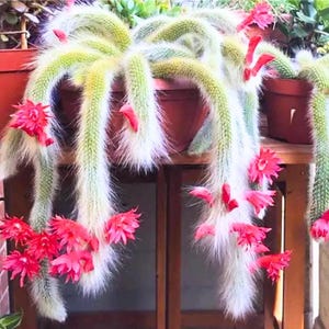 May include: A hanging cactus with long, segmented stems covered in white, fuzzy spines. Bright red flowers bloom along the stems. The plant is in a brown pot, and the background is a wooden structure.