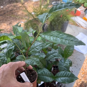 Camellia Sinensis Tea Tree. Nice full 3” pot!