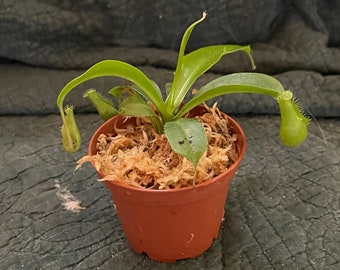 Nepenthes alata. Ships in 2.5" pot. Plant will have pitchers!!