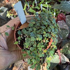 May include: A small potted plant with vibrant green leaves and a trailing vine. The pot is held by a hand, and a white label with "Morgans Nursery" is visible. The plant has small, rounded leaves and is surrounded by other plants.