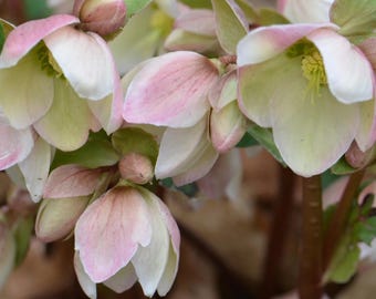 Könnte beinhalten: Eine Ansammlung von Nieswurzblüten mit zartrosa und weißen Blütenblättern sowie hellgrünen Zentren. Die Blüten sind in verschiedenen Stadien zu sehen, darunter mehrere runde Knospen und voll geöffnete Blüten mit gelben Staubgefäßen.