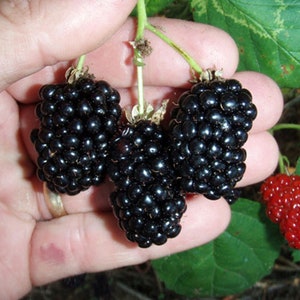 K&ouml;nnte beinhalten: Nahaufnahme einer Hand, die eine Traube reifer Brombeeren h&auml;lt. Die Beeren sind tiefschwarz und gl&auml;nzend, mit einigen gr&uuml;nen Stielen und Bl&auml;ttern. Eine kleinere Gruppe roter Beeren ist ebenfalls vorhanden.