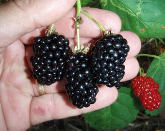 May include: Close-up of a hand holding a cluster of ripe blackberries. The berries are a deep, glossy black, with a few green stems and leaves visible. A smaller cluster of red berries is also present.