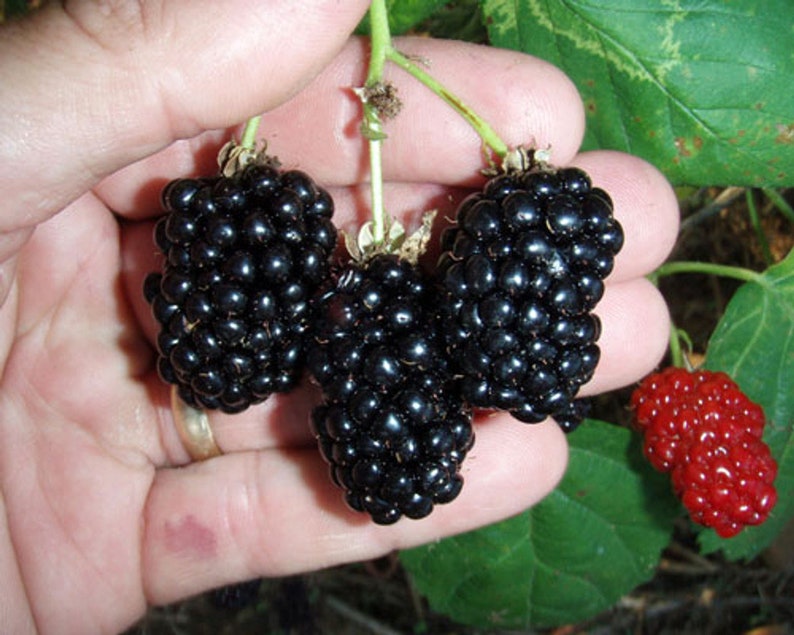K&ouml;nnte beinhalten: Nahaufnahme einer Hand, die eine Traube reifer Brombeeren h&auml;lt. Die Beeren sind tiefschwarz und gl&auml;nzend, mit einigen gr&uuml;nen Stielen und Bl&auml;ttern. Eine kleinere Gruppe roter Beeren ist ebenfalls vorhanden.