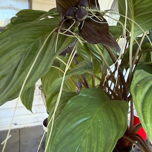 Black Bat Plant, Tacca chantrieri. Nice 3” pot.