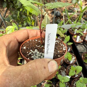 K&ouml;nnte beinhalten: Ein kleiner Topf mit einer Natchez-Brombeerpflanze mit gr&uuml;nen Bl&auml;ttern und einem roten Stiel. Die Pflanze befindet sich in einem braunen Plastiktopf, der von einer Hand gehalten wird. Ein wei&szlig;es Etikett mit der Aufschrift "Natchez Blackberry" ist am Topf befestigt.