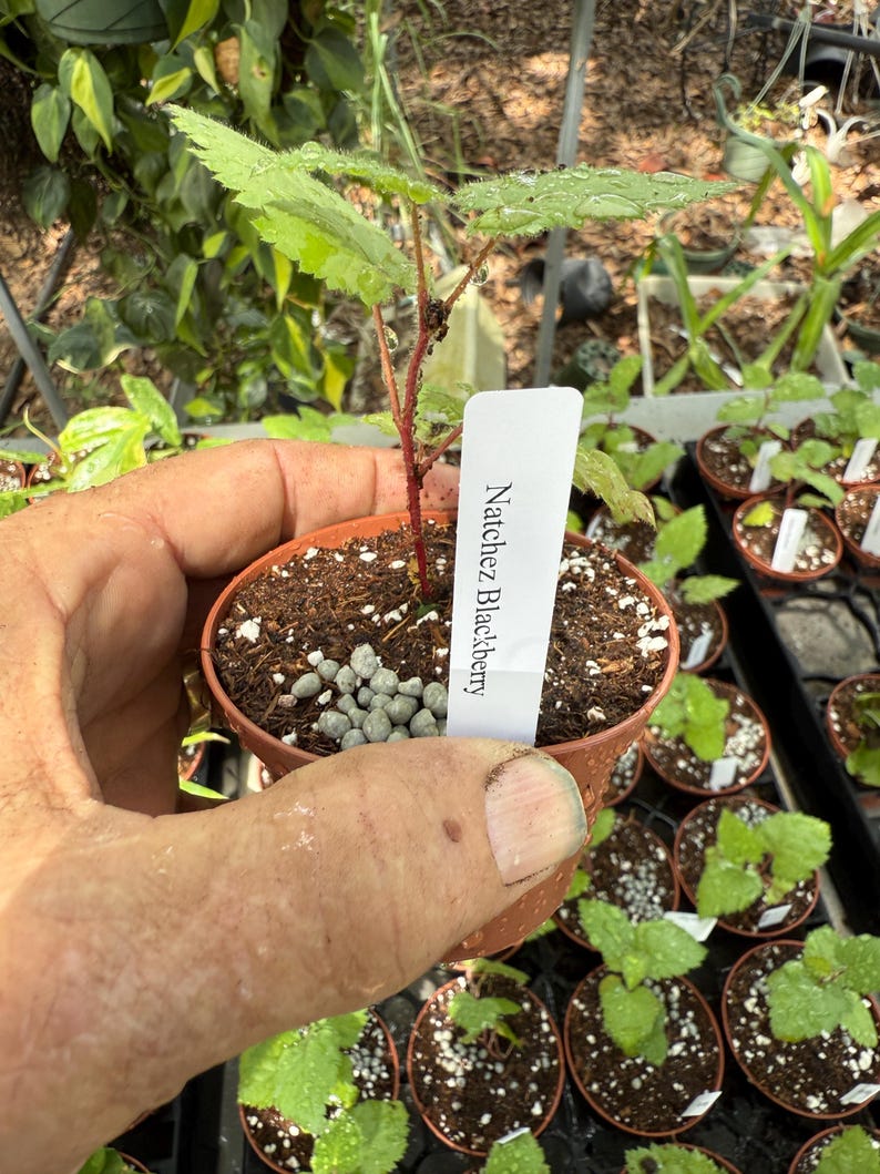 K&ouml;nnte beinhalten: Ein kleiner Topf mit einer Natchez-Brombeerpflanze mit gr&uuml;nen Bl&auml;ttern und einem roten Stiel. Die Pflanze befindet sich in einem braunen Plastiktopf, der von einer Hand gehalten wird. Ein wei&szlig;es Etikett mit der Aufschrift "Natchez Blackberry" ist am Topf befestigt.
