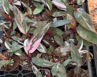 May include: A collection of potted pink princess philodendron plants. The leaves display a mix of green, pink, and white variegation. The plants are in small brown pots, arranged on a black tray, ready for sale.