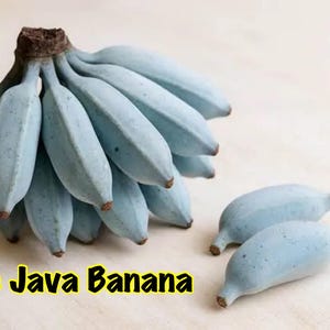 May include: A cluster of Blue Java bananas with a distinct silvery-blue peel and two individual bananas placed to the side. The text "Blue Java Banana" is printed in bold yellow letters with a black outline at the bottom of the image.