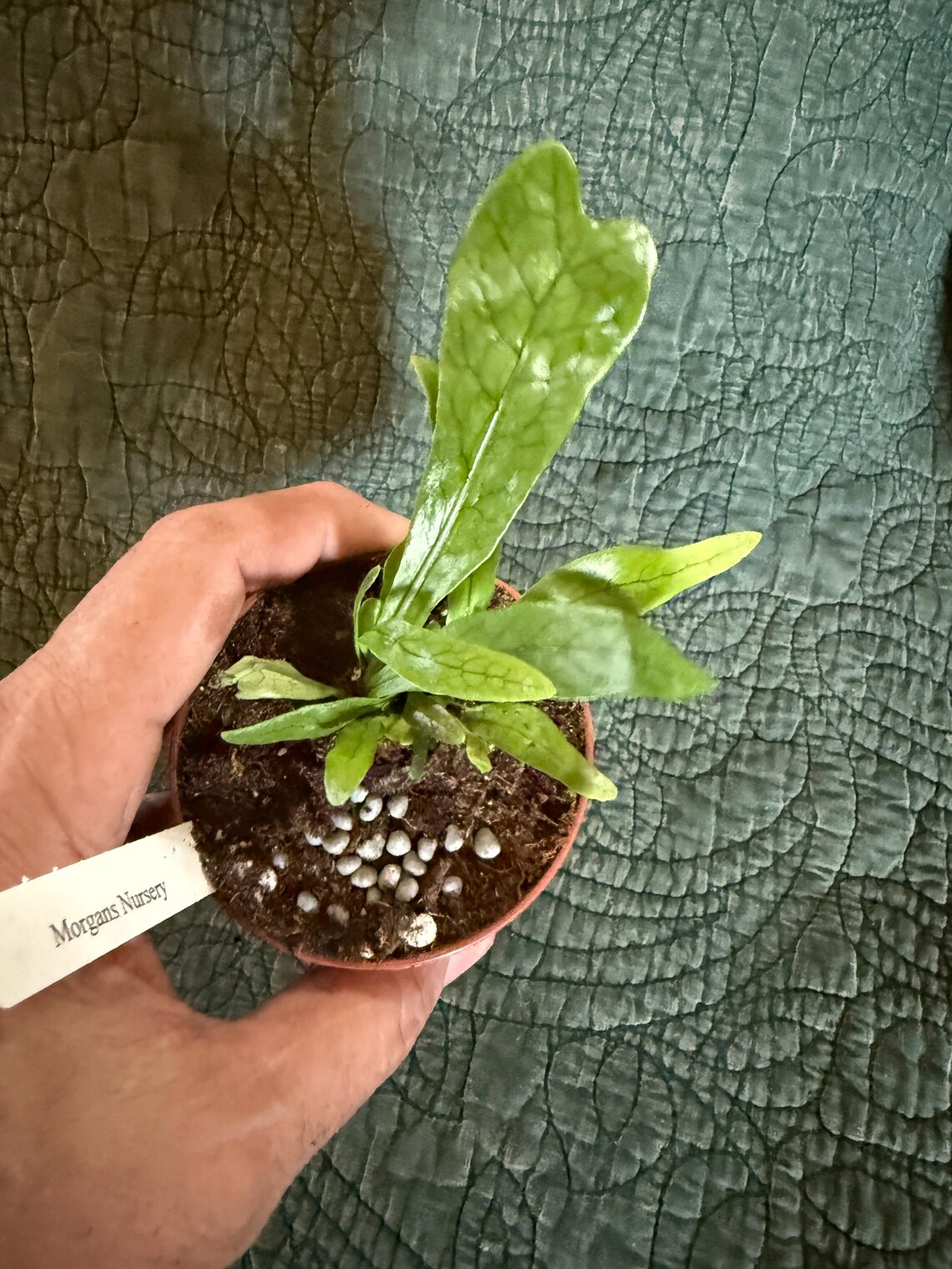 Crocodile Fern. Nice Starter in a 3” Pot! - Etsy