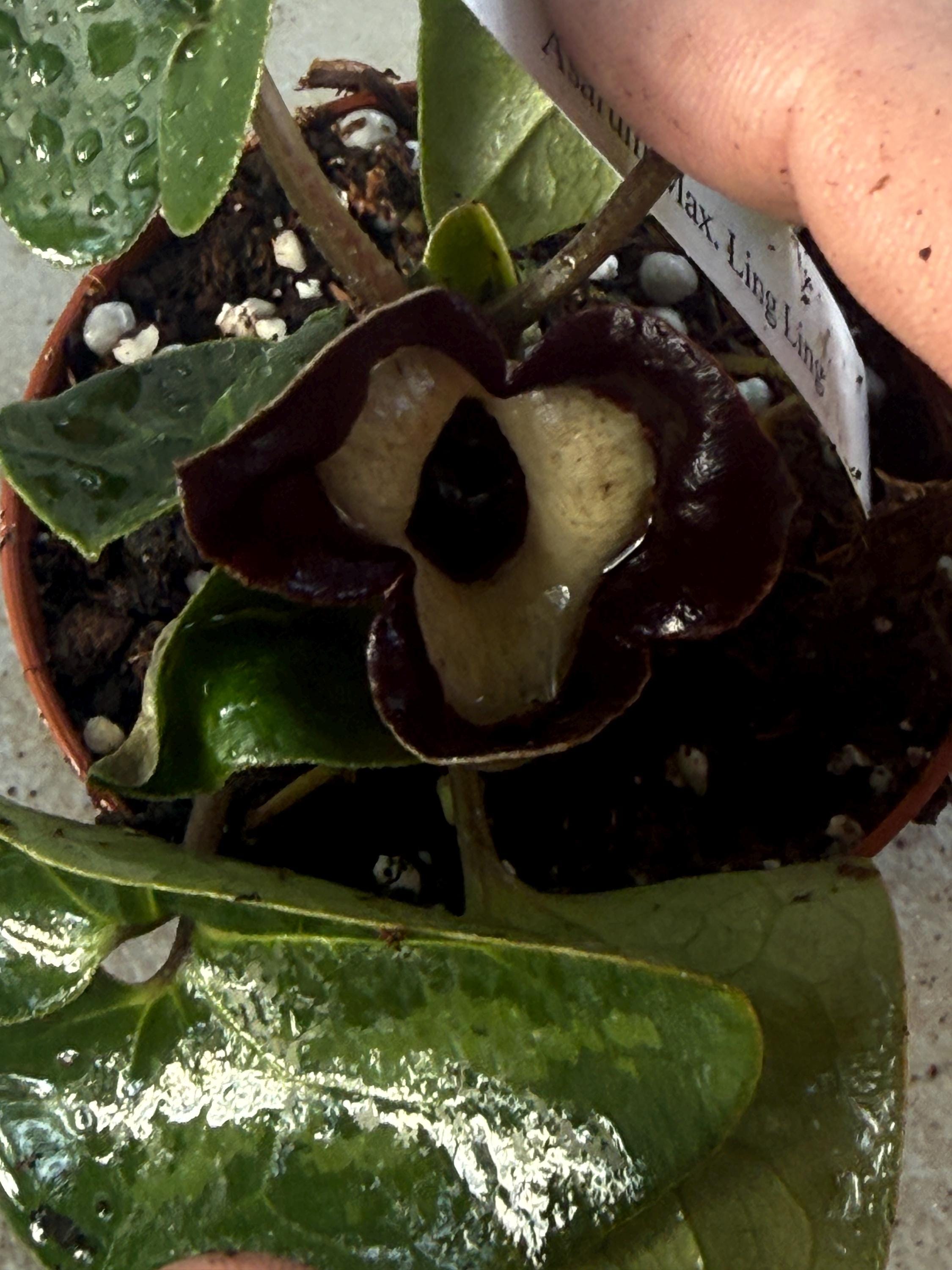 Panda Face Ginger. Asarum Max. Ling Ling. Nice Starter in a 3” Pot! - Etsy