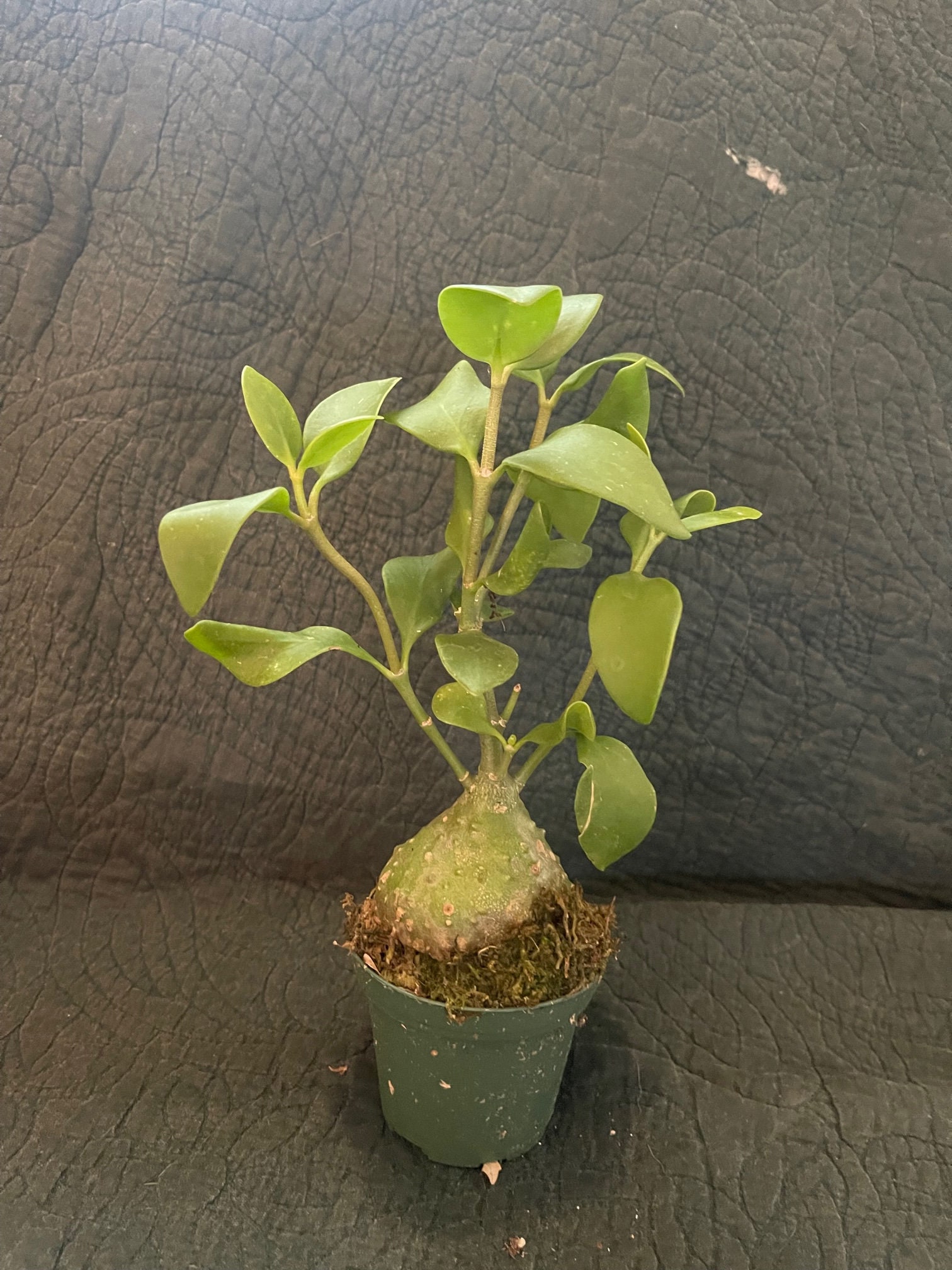 Myrmecodia tuberosa 'Papuana' アリ植物