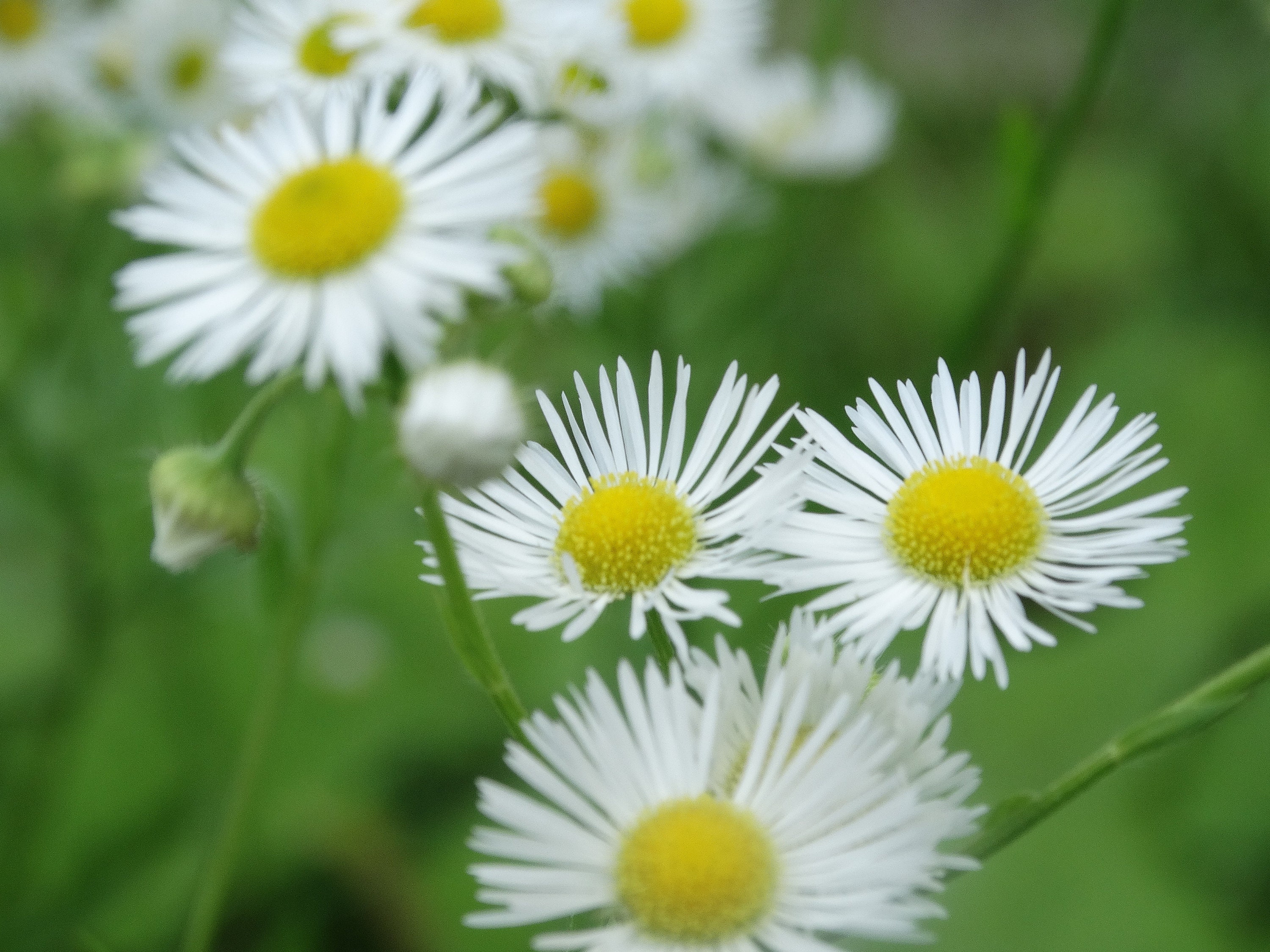 Photographie de fleur de Daisy Etsy