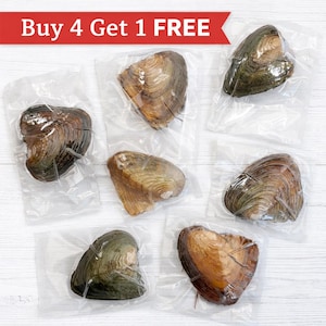 Freshwater Oyster with Surprise Pearl | DIY Jewelry Reveal