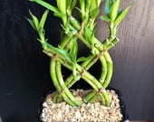 Lucky bamboo live plant indoor for decor home and office desk
