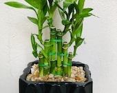 Lucky bamboo with nice ceramic vase available for gift wish for luck.
