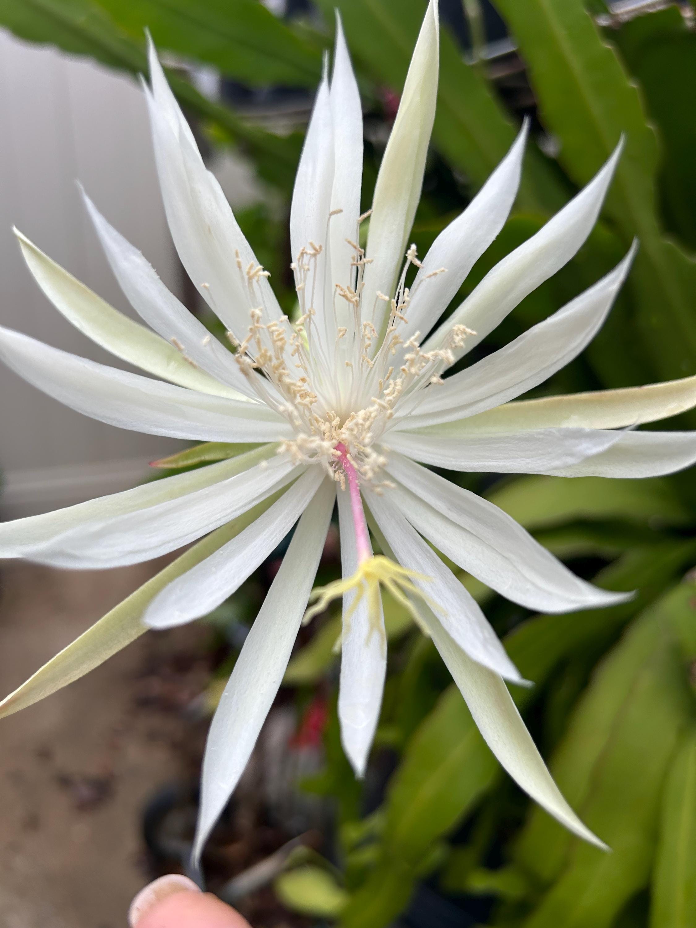 Queen of the night cactus - Etsy sterreich
