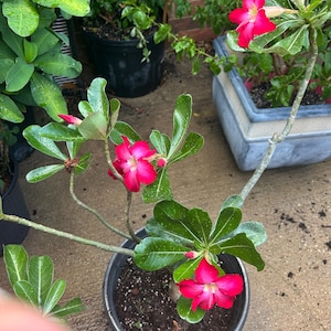 desert rose seedlings 3 years old blooming