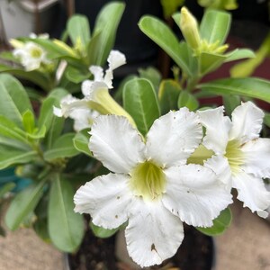 desert rose 5 years old  seeded plant